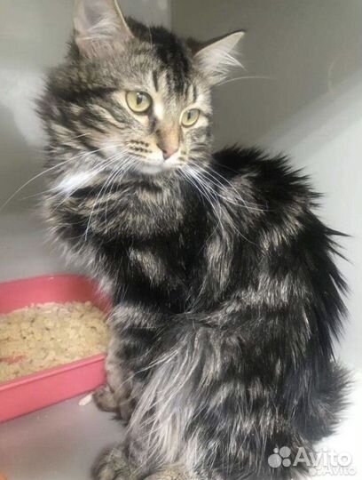 Кот в добрые руки