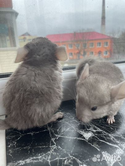 Шиншиллы