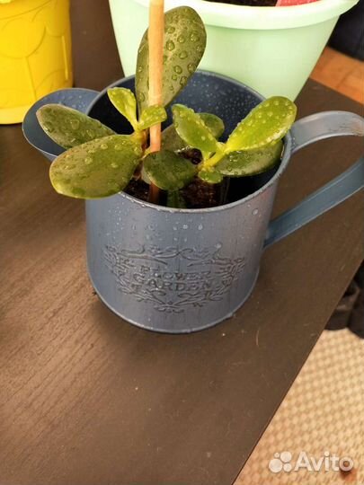 Толстянка, Денежное дерево, Крассула