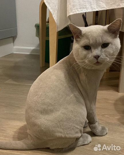 Груминг кошек