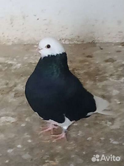 Голуби белоголовые пермские