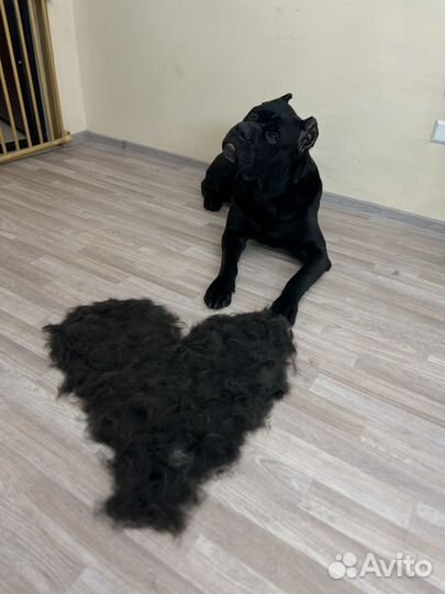 Груминг-салон груминг стрижка собак и кошек