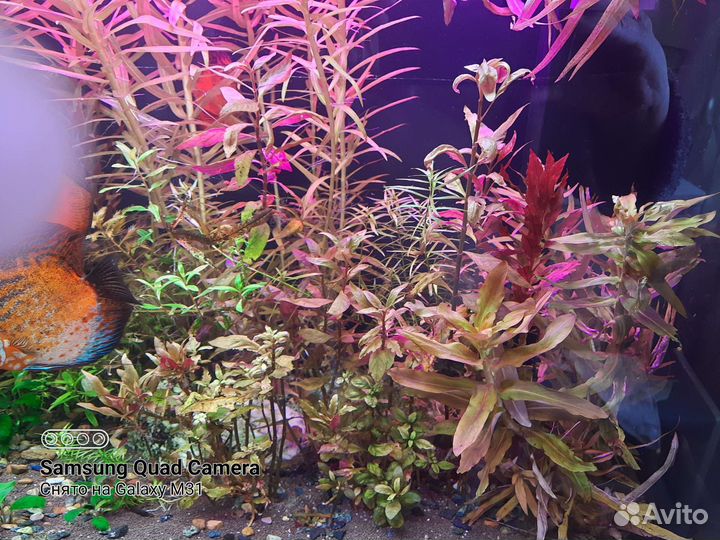 Растения для аквариума