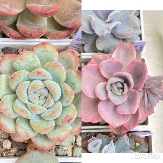 Набор эхеверии Корея