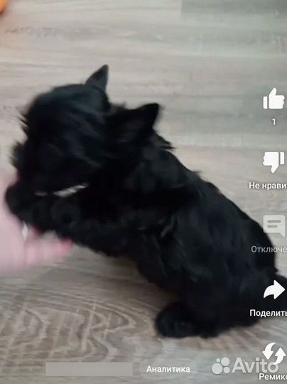 Эксклюзив щеночки