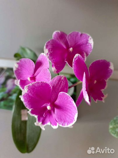 Орхидея фаленопсис биг лип