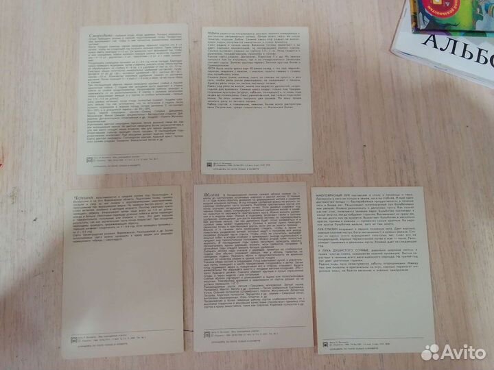 Фото открытки овощи СССР