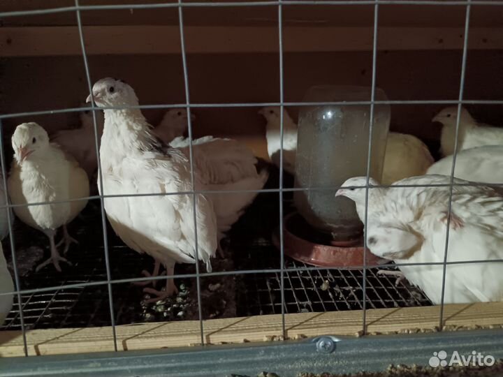 Перепела Техасс, Селадон