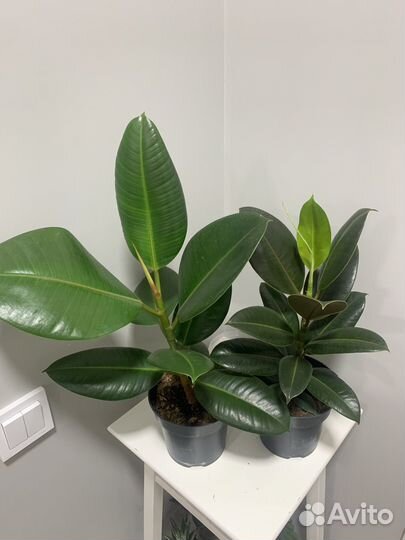 Фикус каучуконосный эластика