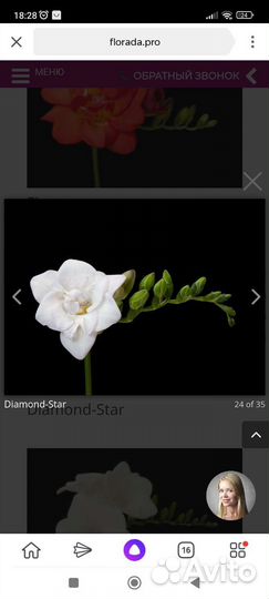 Луковицы фрезии