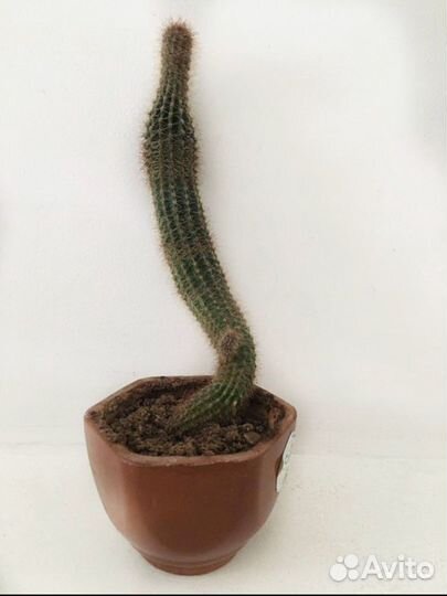 Кактус разные