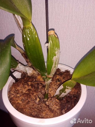 Орхидея каттлея