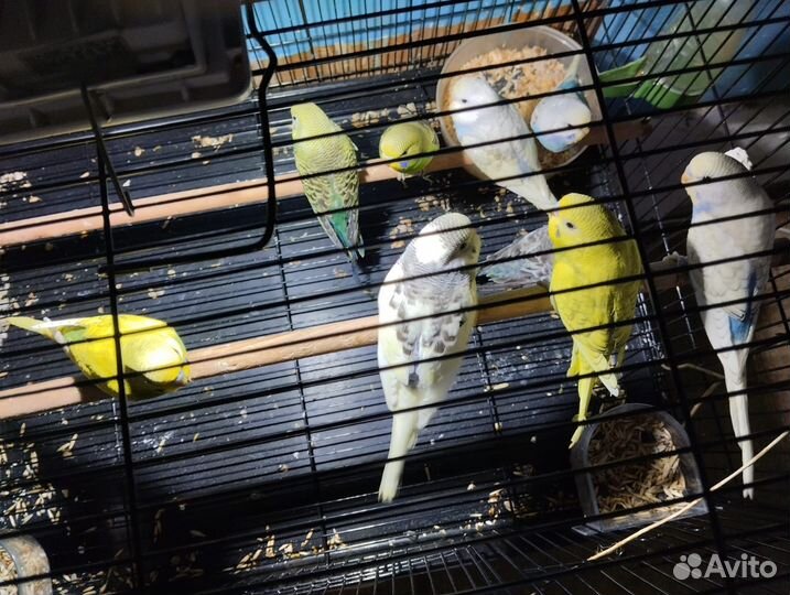 Волнистый попугай, попугай неразлучник фишера