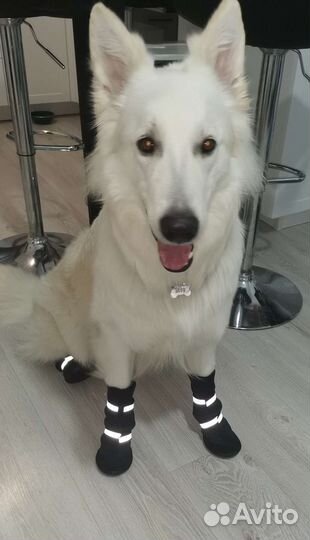 Обувь для большой собаки