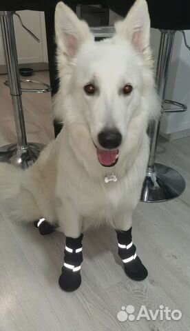 Обувь для большой собаки