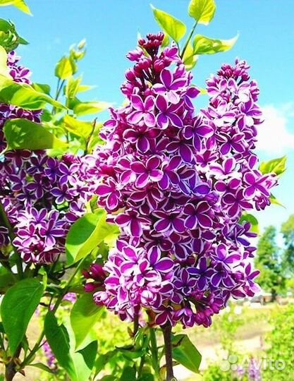 Сирень саженцы