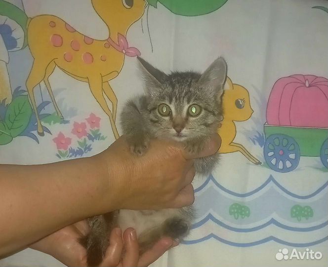 Котенок