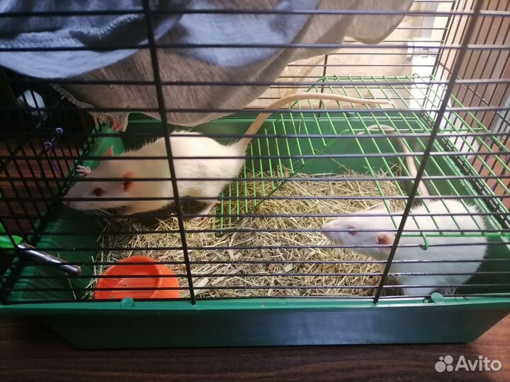 Белые крысы