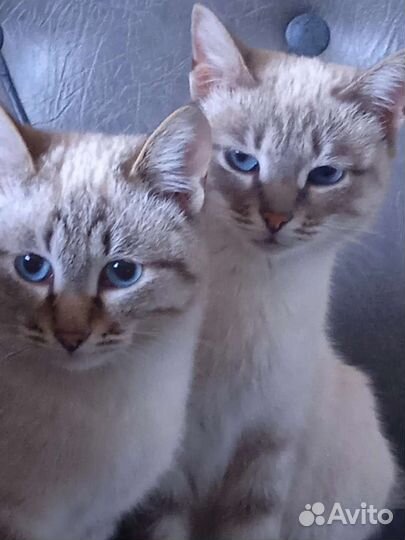Котята тайской кошки