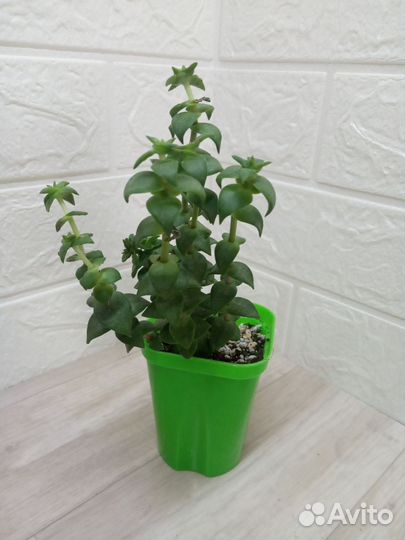 Суккуленты