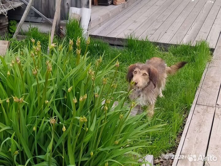 Собака в добрые руки