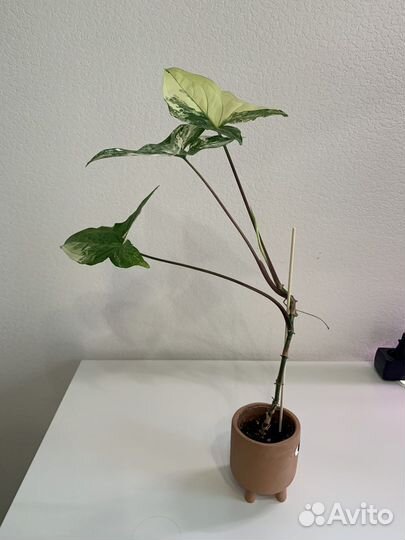 Сингониум imperial вайт - в горшочке