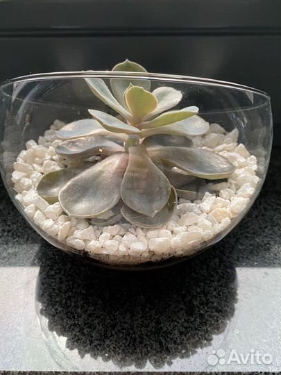 Флорариум мини с эхеверией