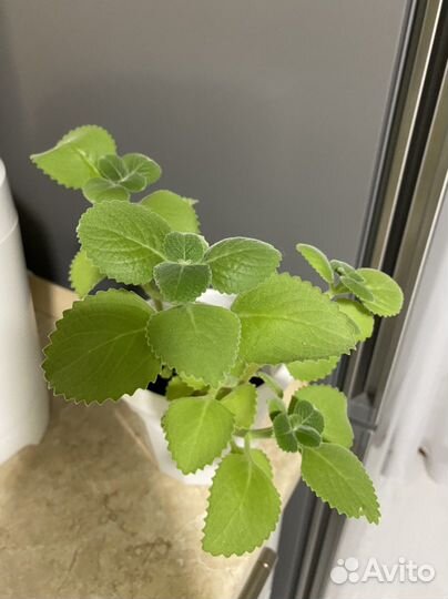 Фикус комнатная мята