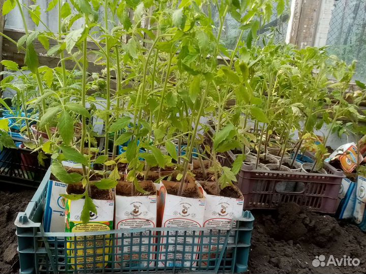 Рассада помидор и перцев
