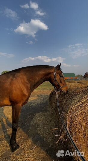 Лошадь в аренду