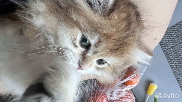 Котенок девочка 3 месяца золотая шиншилла