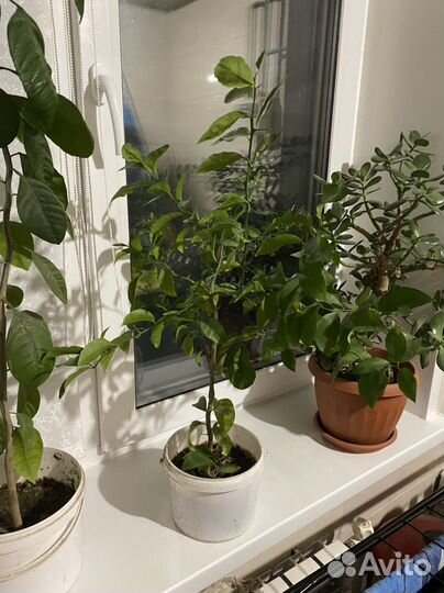 Дерево лимона,дерево мандарин