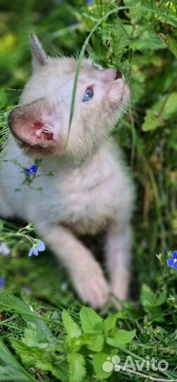 Котенок Ликой, кот волк, кот оборотень