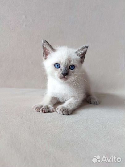 Тайские котята (сиамские старого типа)