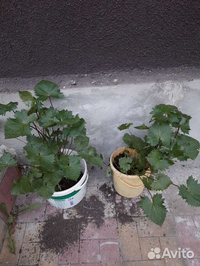 Многолетние цветы