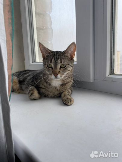 Кошки в добрые руки бесплатно