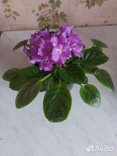 Фиалка в горшках