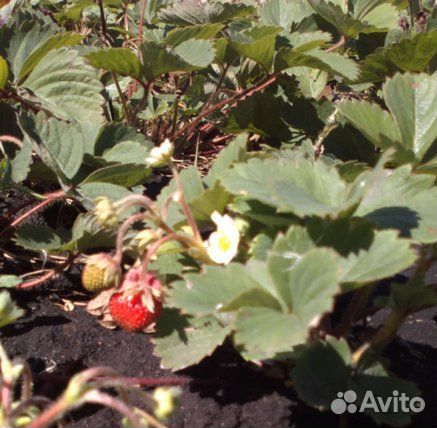 Продаю усы ремонтантной клубники