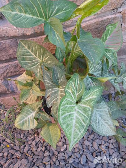 Комнатные растения