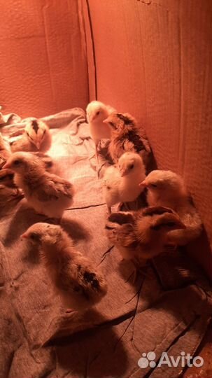 Цыплята Араукана