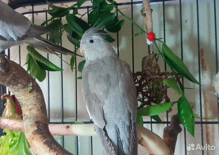 Корелла, птенцы