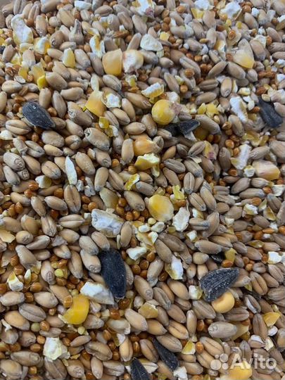 Зерносмесь - 5 видов зерна