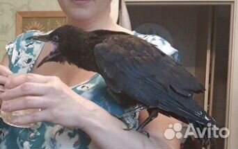 Вороны птенец