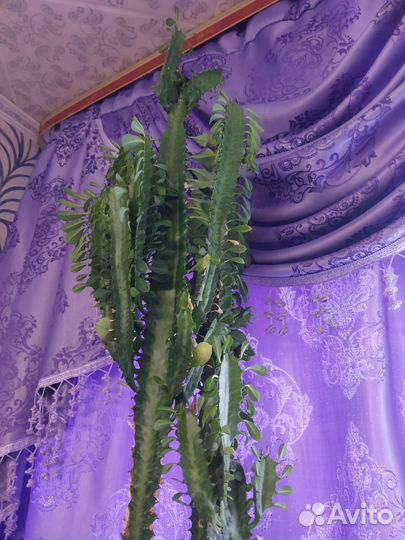 Молочай трехгранный