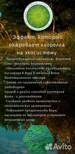 Хлорелла для очистки водоёмов. Производство Пермь