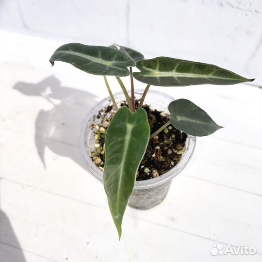 Алоказия бамбино