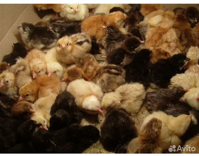Цыплята суточные домашние