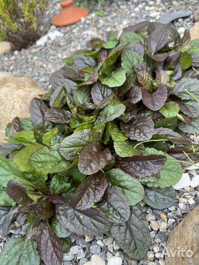 Живучка ползучая