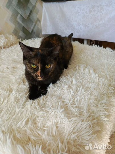 Кошка в добрые руки