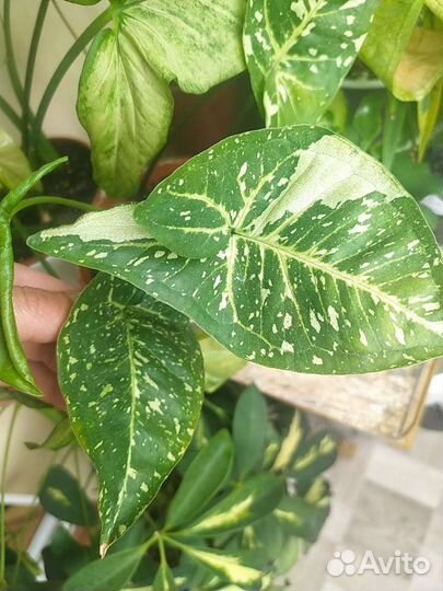 Сингониумы